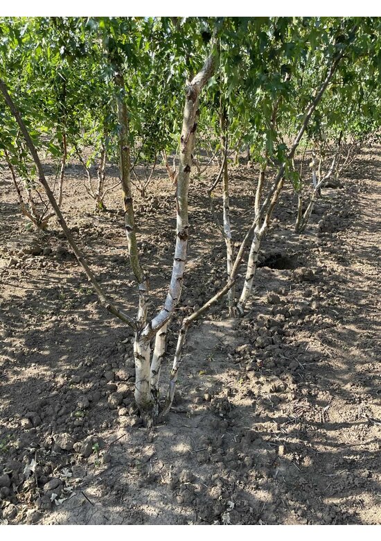 Schlitzblättrige Sandbirke 'Laciniata' - Mehrstämmig | Betula pendula 'Laciniata'