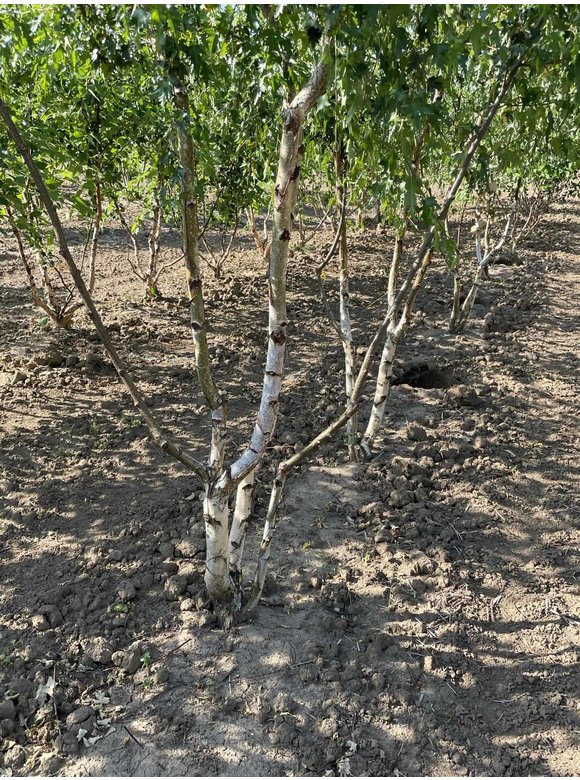 Schlitzblättrige Sandbirke 'Laciniata' - Mehrstämmig | Betula pendula 'Laciniata' Schlitzblättrige Sandbirke 'Laciniata' - Mehrstämmig | Betula pendula 'Laciniata'