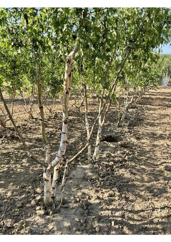 Schlitzblättrige Sandbirke 'Laciniata' - Mehrstämmig | Betula pendula 'Laciniata'