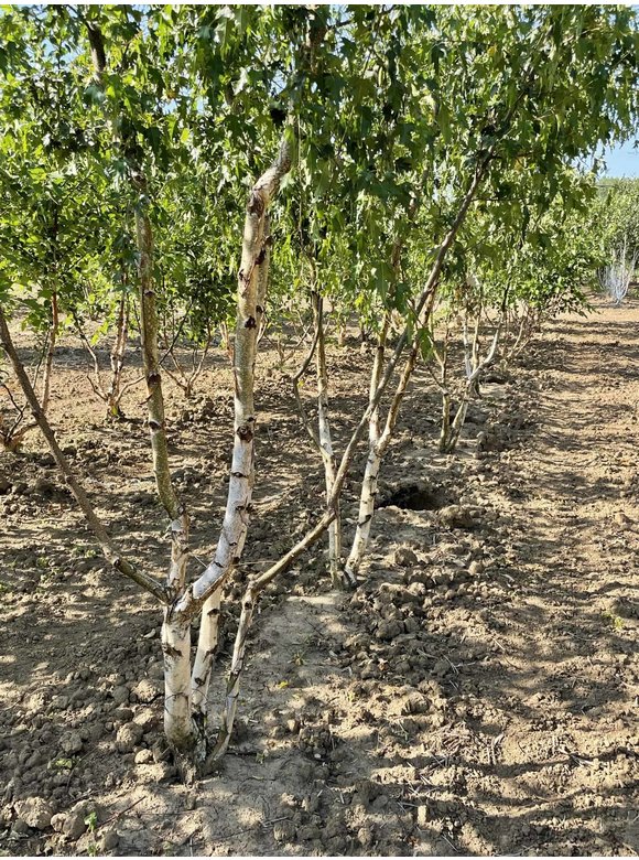 Schlitzblättrige Sandbirke 'Laciniata' - Mehrstämmig | Betula pendula 'Laciniata' Schlitzblättrige Sandbirke 'Laciniata' - Mehrstämmig | Betula pendula 'Laciniata'