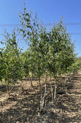 Schlitzblättrige Sandbirke 'Laciniata' - Mehrstämmig | Betula pendula 'Laciniata'