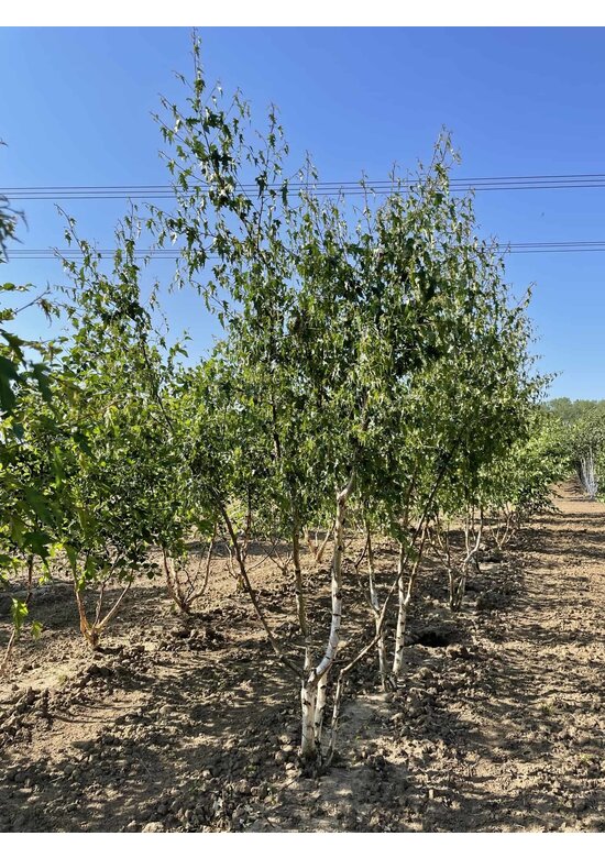 Schlitzblättrige Sandbirke 'Laciniata' - Mehrstämmig | Betula pendula 'Laciniata'