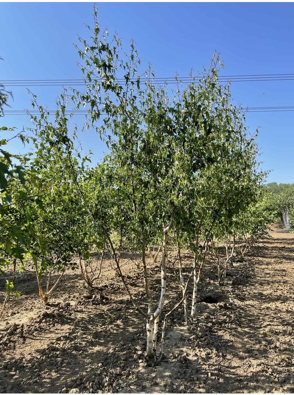 Schlitzblättrige Sandbirke 'Laciniata' - Mehrstämmig | Betula pendula 'Laciniata' Schlitzblättrige Sandbirke 'Laciniata' - Mehrstämmig | Betula pendula 'Laciniata'