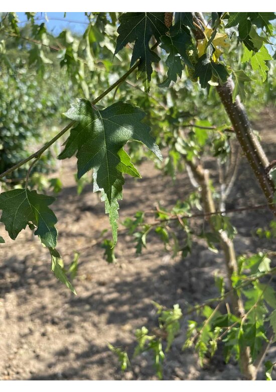 Schlitzblättrige Sandbirke 'Laciniata' - Mehrstämmig | Betula pendula 'Laciniata'