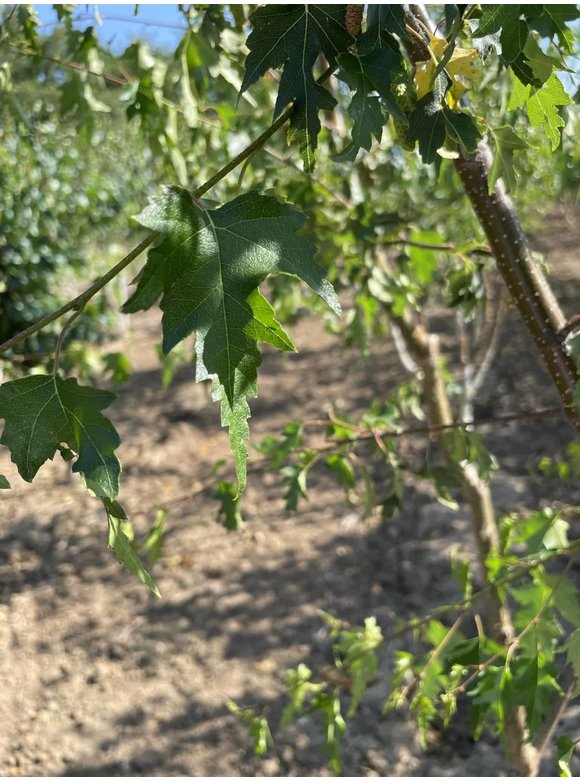 Schlitzblättrige Sandbirke 'Laciniata' - Mehrstämmig | Betula pendula 'Laciniata' Schlitzblättrige Sandbirke 'Laciniata' - Mehrstämmig | Betula pendula 'Laciniata'