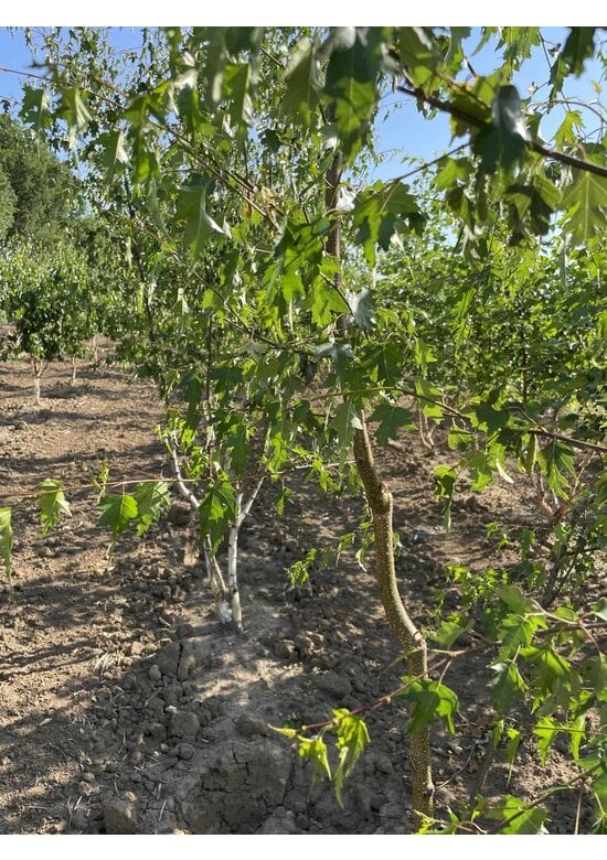 Schlitzblättrige Sandbirke 'Laciniata' - Mehrstämmig | Betula pendula 'Laciniata'