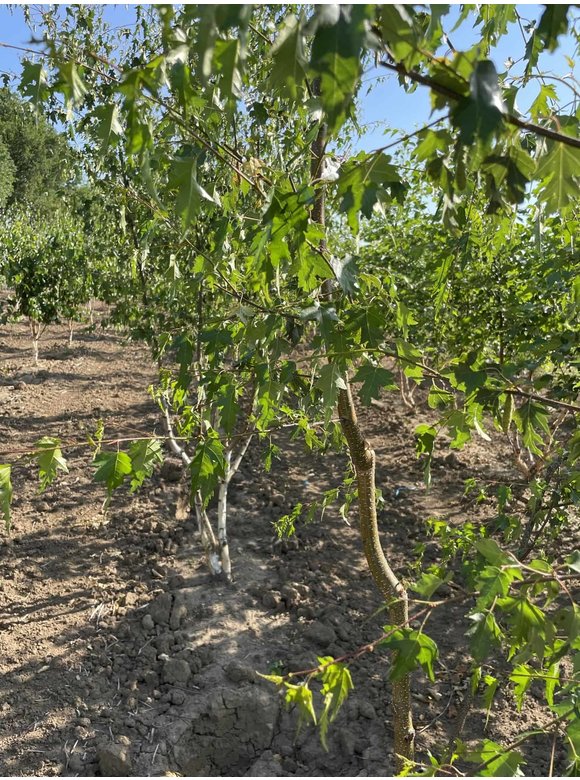 Schlitzblättrige Sandbirke 'Laciniata' - Mehrstämmig | Betula pendula 'Laciniata' Schlitzblättrige Sandbirke 'Laciniata' - Mehrstämmig | Betula pendula 'Laciniata'
