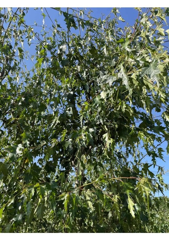 Schlitzblättrige Sandbirke 'Laciniata' - Mehrstämmig | Betula pendula 'Laciniata'