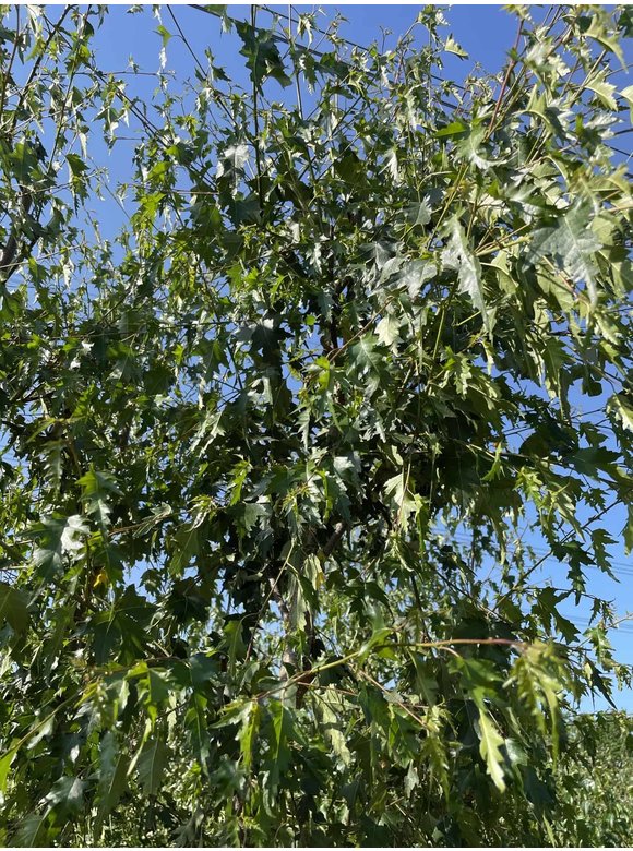 Schlitzblättrige Sandbirke 'Laciniata' - Mehrstämmig | Betula pendula 'Laciniata' Schlitzblättrige Sandbirke 'Laciniata' - Mehrstämmig | Betula pendula 'Laciniata'