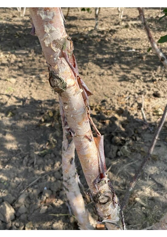 Schwarzbirke - Flussbirke - Mehrstämmig | Betula nigra