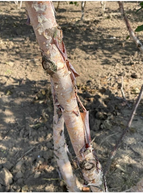 Schwarzbirke - Flussbirke - Mehrstämmig | Betula nigra Schwarzbirke - Flussbirke - Mehrstämmig | Betula nigra