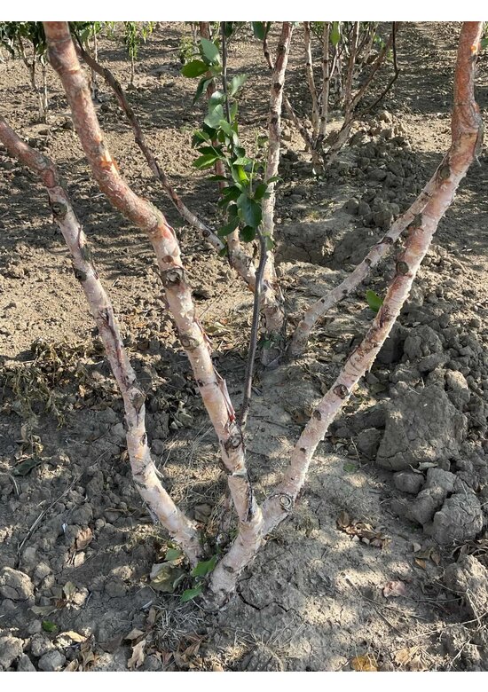 Schwarzbirke - Flussbirke - Mehrstämmig | Betula nigra