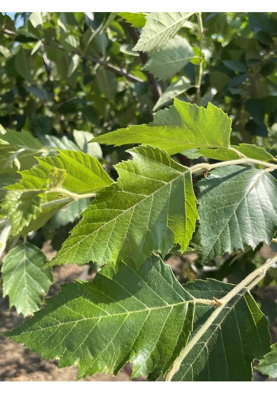 Schwarzbirke - Flussbirke - Mehrstämmig | Betula nigra