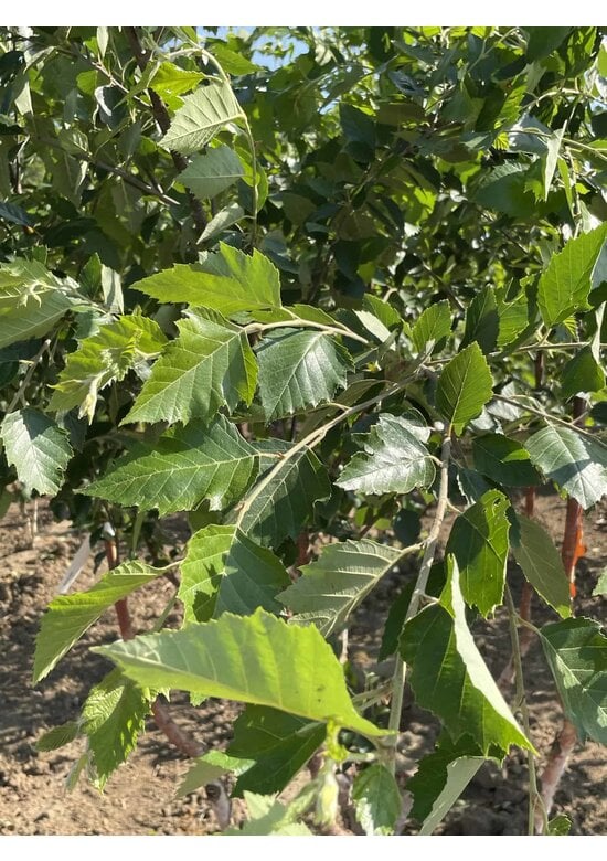 Schwarzbirke - Flussbirke - Mehrstämmig | Betula nigra