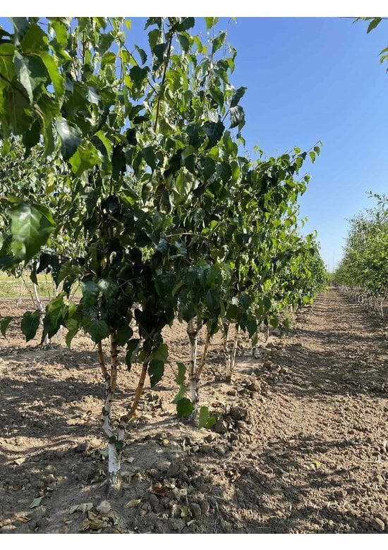 Goldbirke - Ermans-Birke - Mehrstämmig | Betula ermanii