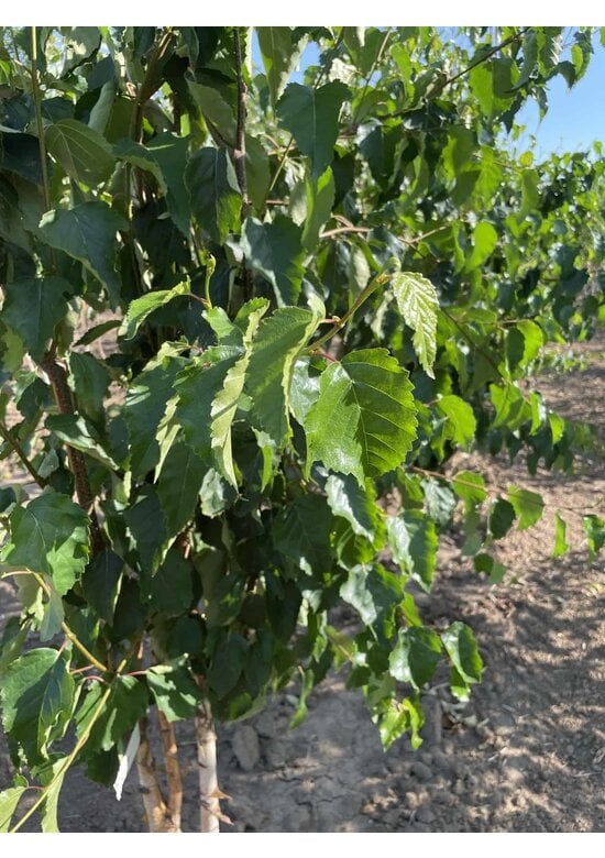 Goldbirke - Ermans-Birke - Mehrstämmig | Betula ermanii
