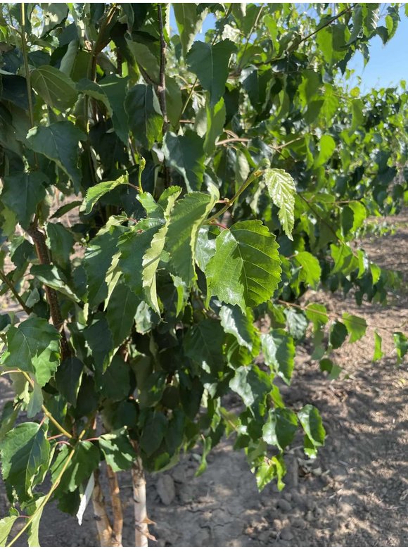 Goldbirke - Ermans-Birke - Mehrstämmig | Betula ermanii Goldbirke - Ermans-Birke - Mehrstämmig | Betula ermanii
