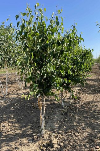 Goldbirke - Ermans-Birke - Mehrstämmig | Betula ermanii