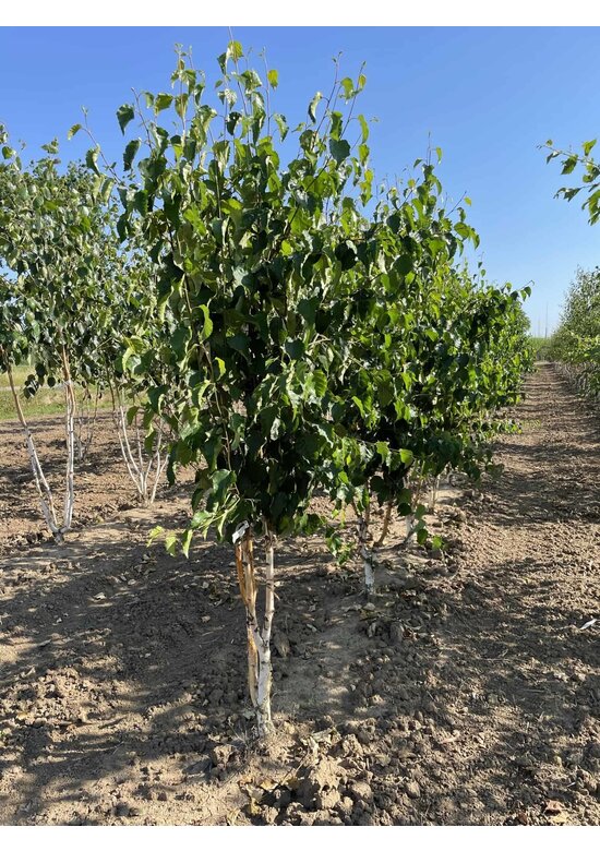 Goldbirke - Ermans-Birke - Mehrstämmig | Betula ermanii