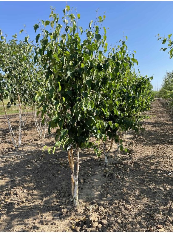 Goldbirke - Ermans-Birke - Mehrstämmig | Betula ermanii Goldbirke - Ermans-Birke - Mehrstämmig | Betula ermanii
