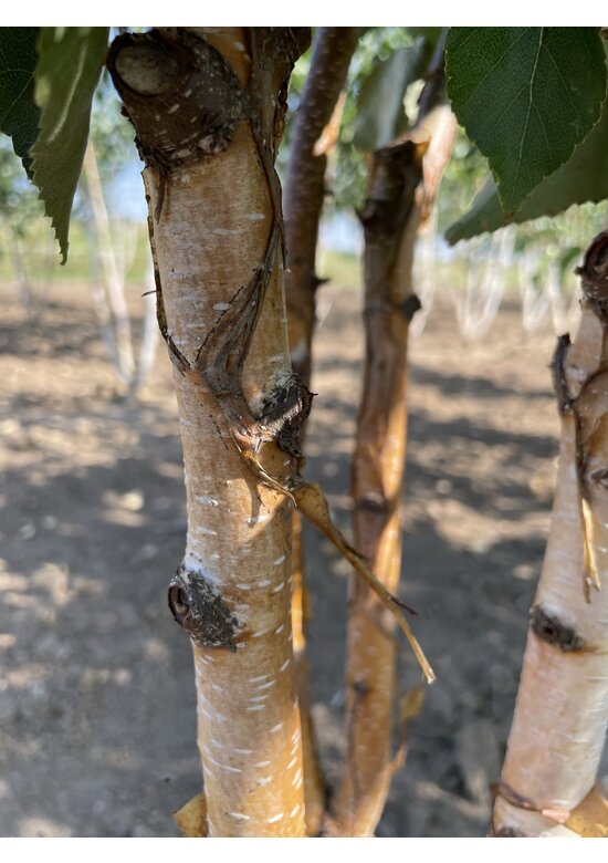 Goldbirke - Ermans-Birke - Mehrstämmig | Betula ermanii
