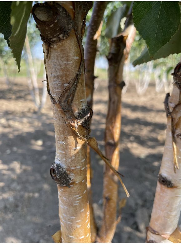 Goldbirke - Ermans-Birke - Mehrstämmig | Betula ermanii Goldbirke - Ermans-Birke - Mehrstämmig | Betula ermanii