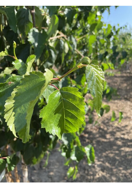 Goldbirke - Ermans-Birke - Mehrstämmig | Betula ermanii