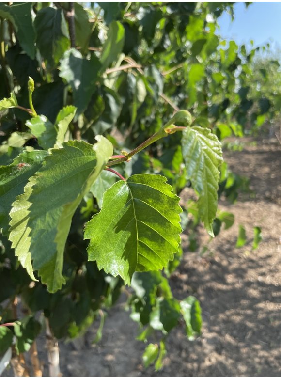 Goldbirke - Ermans-Birke - Mehrstämmig | Betula ermanii Goldbirke - Ermans-Birke - Mehrstämmig | Betula ermanii