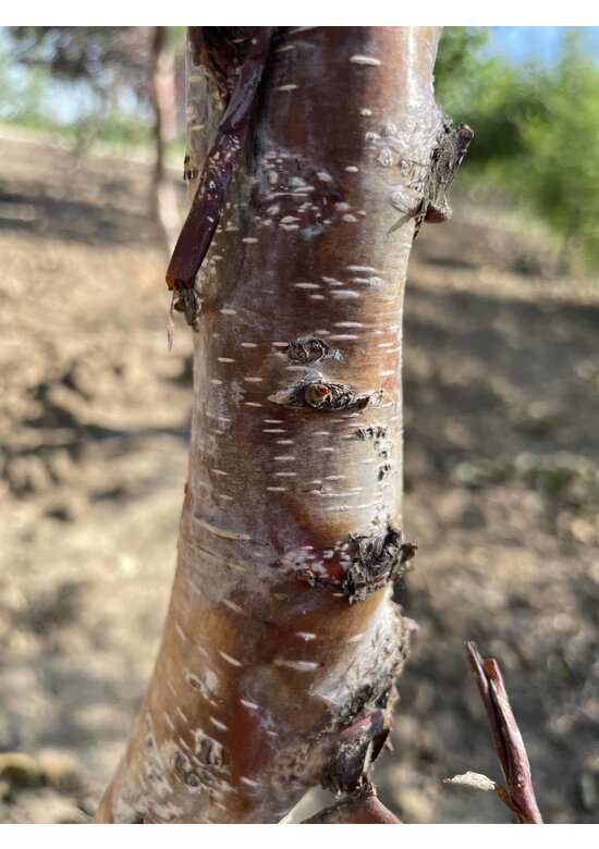 Kupferbirke 'Fascination' - Mehrstämmig | Betula albosinensis 'Fascination'