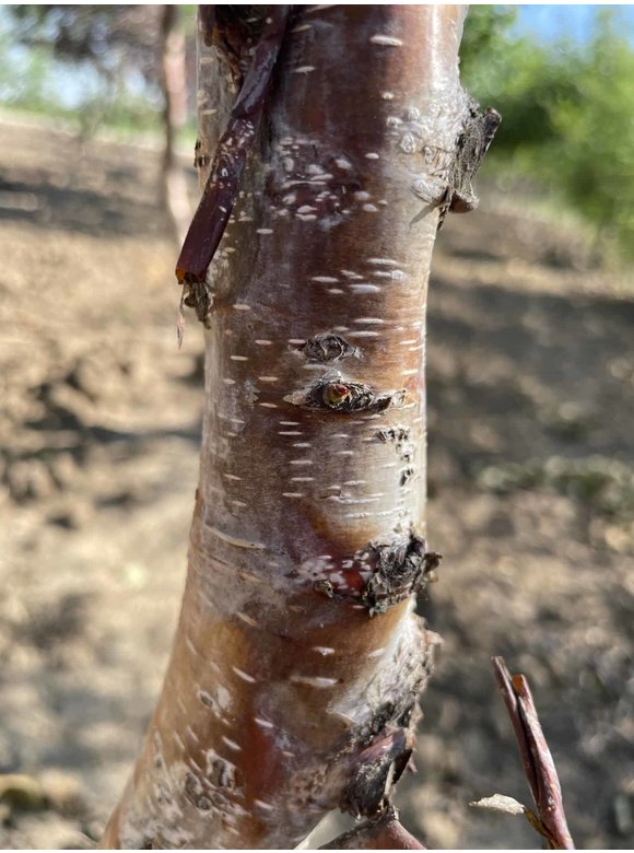 Kupferbirke 'Fascination' - Mehrstämmig | Betula albosinensis 'Fascination' Kupferbirke 'Fascination' - Mehrstämmig | Betula albosinensis 'Fascination'