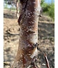 Kupferbirke 'Fascination' - Mehrstämmig | Betula albosinensis 'Fascination' Kupferbirke 'Fascination' - Mehrstämmig | Betula albosinensis 'Fascination'