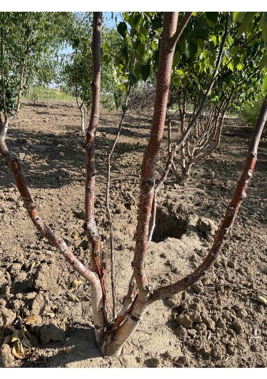 Kupferbirke 'Fascination' - Mehrstämmig | Betula albosinensis 'Fascination'