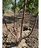 Kupferbirke 'Fascination' - Mehrstämmig | Betula albosinensis 'Fascination' Kupferbirke 'Fascination' - Mehrstämmig | Betula albosinensis 'Fascination'
