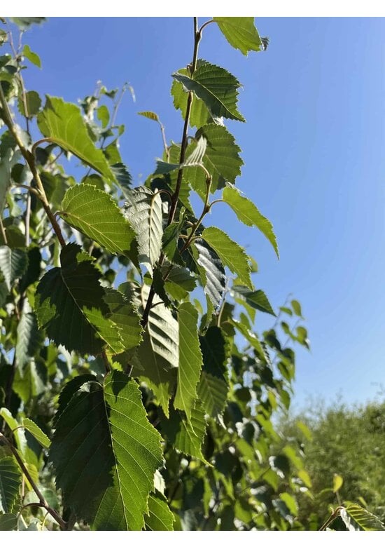 Kupferbirke 'Fascination' - Mehrstämmig | Betula albosinensis 'Fascination'