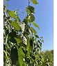 Kupferbirke 'Fascination' - Mehrstämmig | Betula albosinensis 'Fascination' Kupferbirke 'Fascination' - Mehrstämmig | Betula albosinensis 'Fascination'