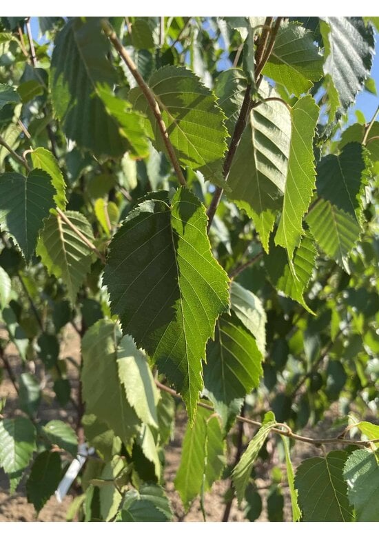 Kupferbirke 'Fascination' - Mehrstämmig | Betula albosinensis 'Fascination'