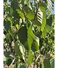 Kupferbirke 'Fascination' - Mehrstämmig | Betula albosinensis 'Fascination'