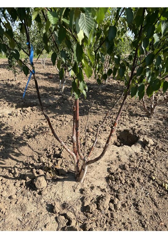 Kupferbirke 'Fascination' - Mehrstämmig | Betula albosinensis 'Fascination'