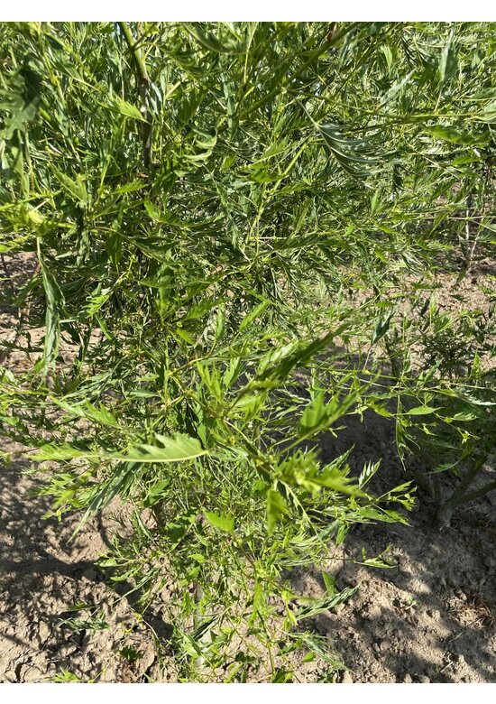 Kaisererle 'Imperialis' - Mehrstämmig | Alnus glutinosa 'Imperialis'