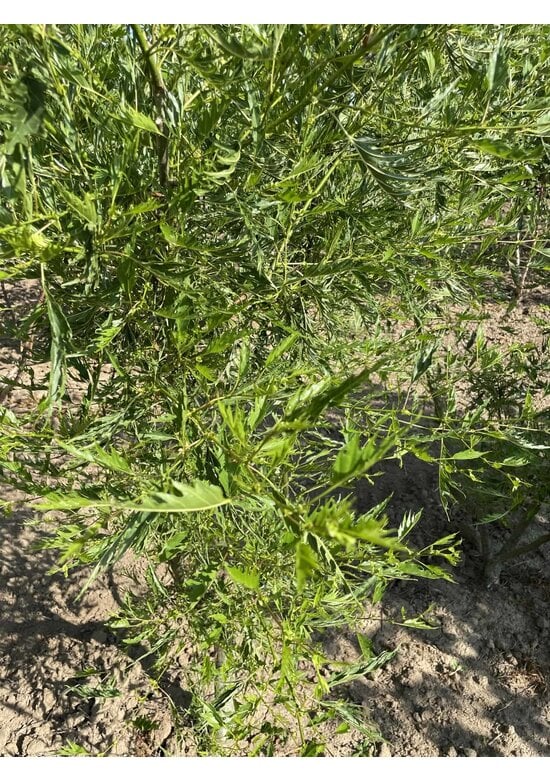 Kaisererle 'Imperialis' - Mehrstämmig | Alnus glutinosa 'Imperialis'