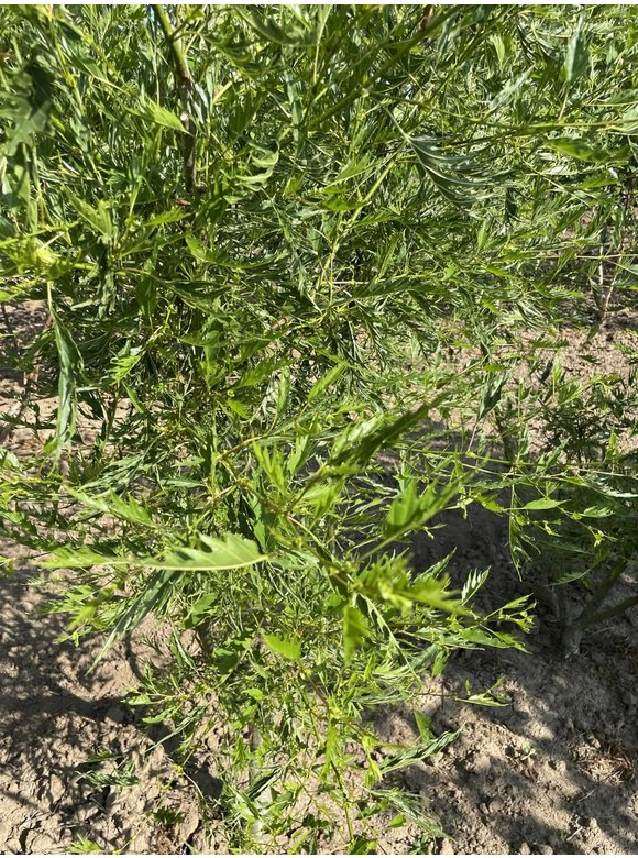 Kaisererle 'Imperialis' - Mehrstämmig | Alnus glutinosa 'Imperialis' Kaisererle 'Imperialis' - Mehrstämmig | Alnus glutinosa 'Imperialis'