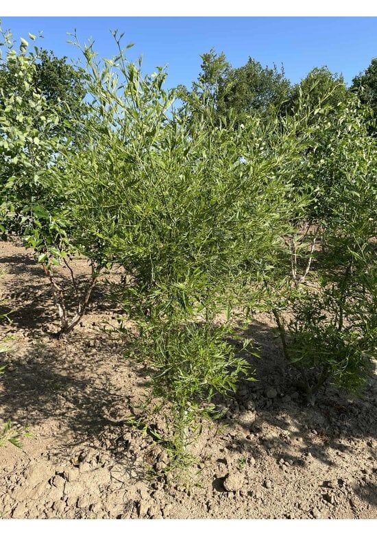 Kaisererle 'Imperialis' - Mehrstämmig | Alnus glutinosa 'Imperialis'