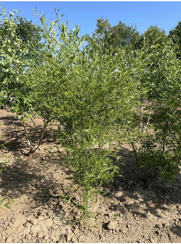 Kaisererle 'Imperialis' - Mehrstämmig | Alnus glutinosa 'Imperialis' Kaisererle 'Imperialis' - Mehrstämmig | Alnus glutinosa 'Imperialis'