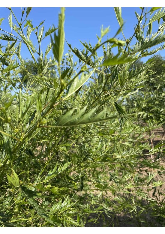 Kaisererle 'Imperialis' - Mehrstämmig | Alnus glutinosa 'Imperialis'