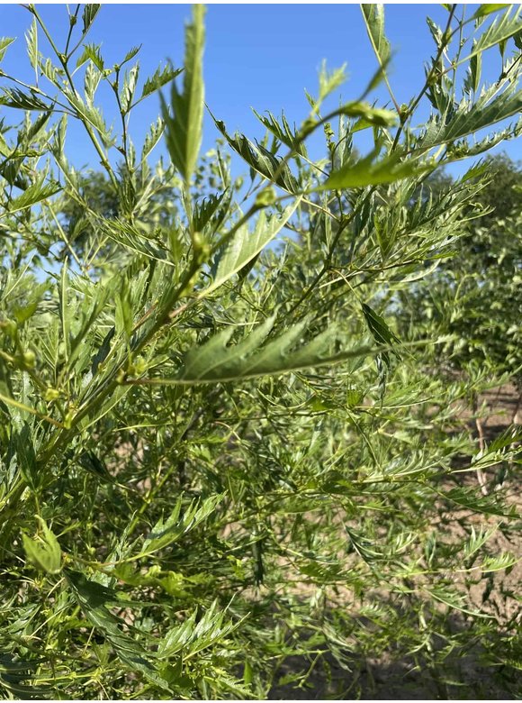Kaisererle 'Imperialis' - Mehrstämmig | Alnus glutinosa 'Imperialis' Kaisererle 'Imperialis' - Mehrstämmig | Alnus glutinosa 'Imperialis'