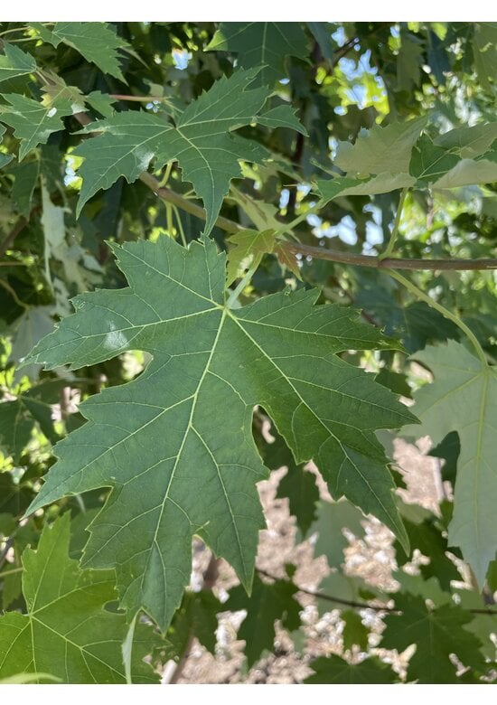 Rot-Ahorn 'Autumn Blaze' - Mehrstämmig | Acer freemanii 'Autumn Blaze'