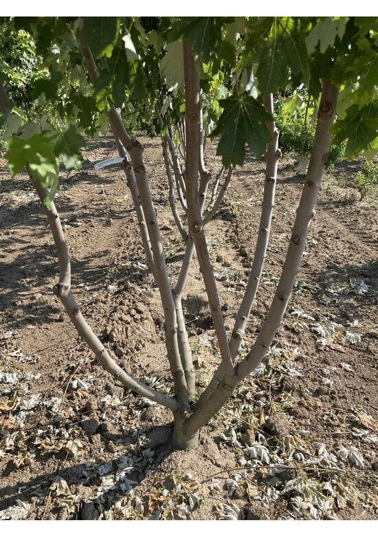 Rot-Ahorn 'Autumn Blaze' - Mehrstämmig | Acer freemanii 'Autumn Blaze'