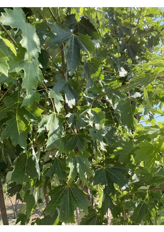 Rot-Ahorn 'Autumn Blaze' - Mehrstämmig | Acer freemanii 'Autumn Blaze'