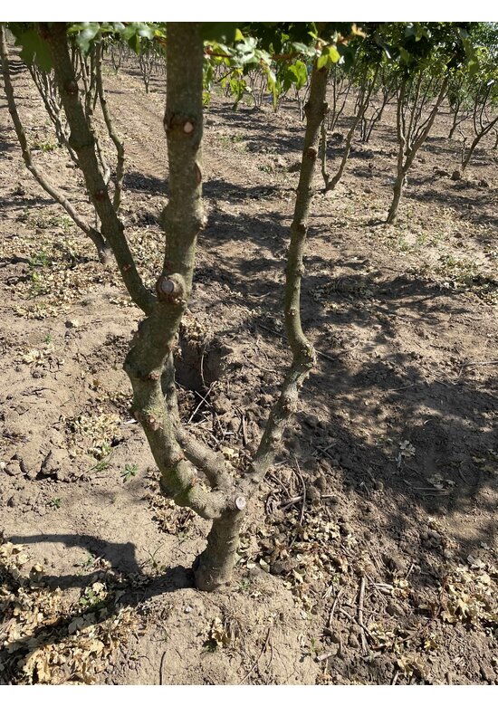 Feldahorn 'Elsrijk' - Mehrstämmig | Acer campestre 'Elsrijk'