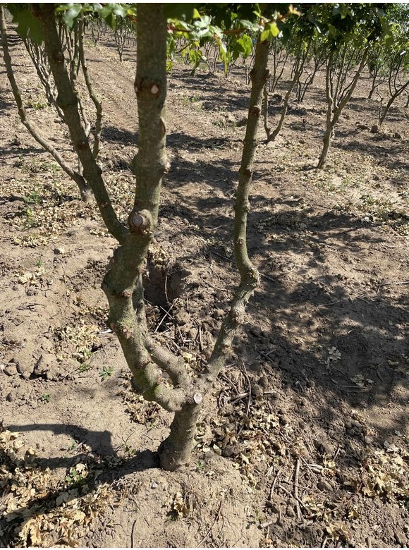 Feldahorn 'Elsrijk' - Mehrstämmig | Acer campestre 'Elsrijk' Feldahorn 'Elsrijk' - Mehrstämmig | Acer campestre 'Elsrijk'